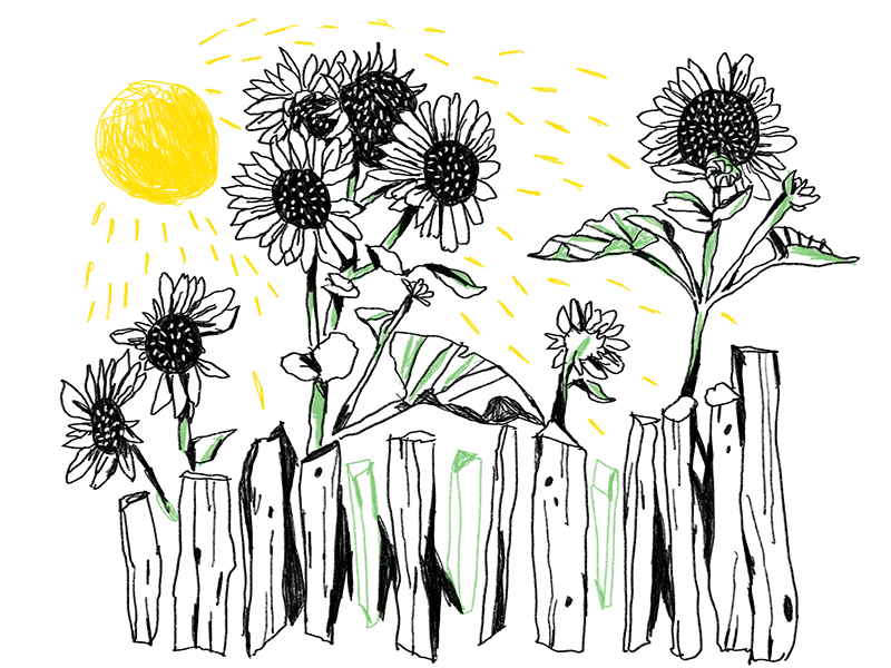 Illustrierte Sonnenblumen hinter einem Zaun aus Holzpfählen. Im Hintergrund ist eine gelbe Sonne abgebildet.