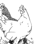 Eine Illustration von 2 Hühnern.