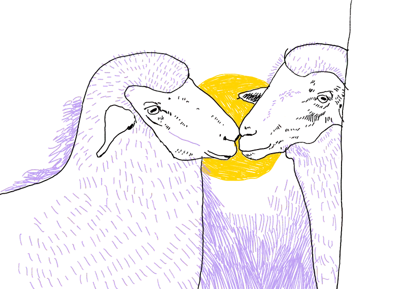 Illustration von zwei Schafen, deren Schnauzen sich berühren.