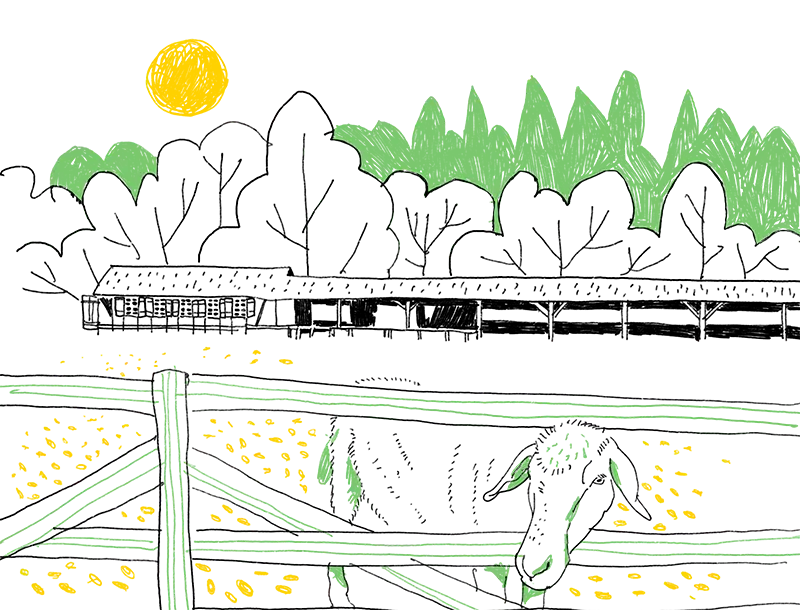 Zeichnung eines Schafs, das seinen Kopf durch die Latten eines Gatters steckt. Im Hintergrund steht die Seilerei.